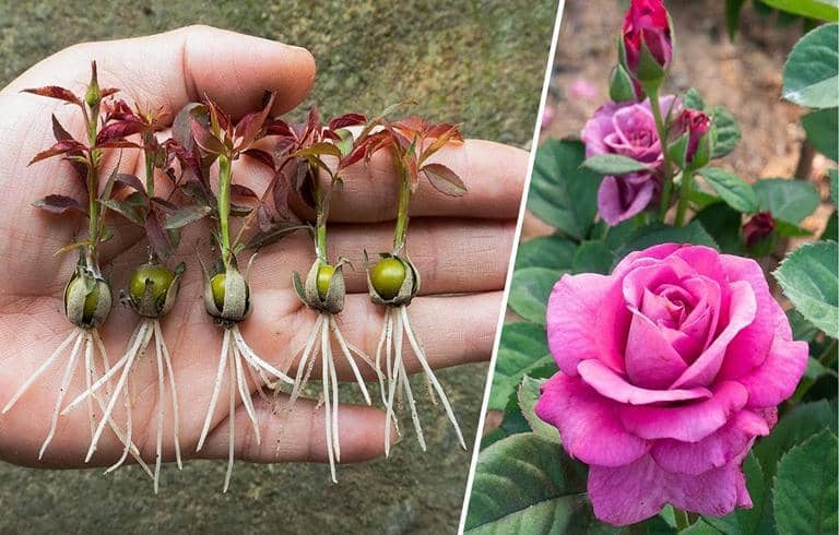 cultivar Rosas a partir de semillas