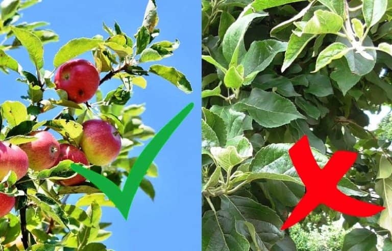 arboles frutales no dan fruta