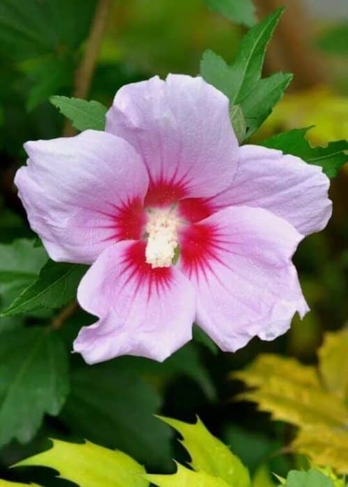 Arbustos con flores moradas