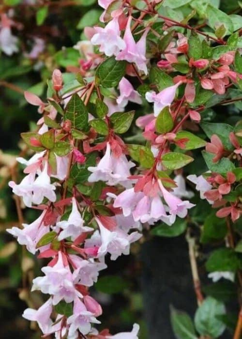 Arbustos con flores moradas