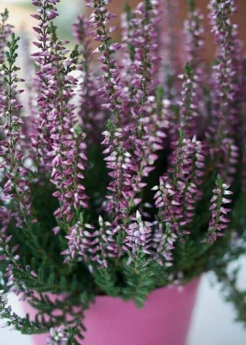 Arbustos con flores moradas