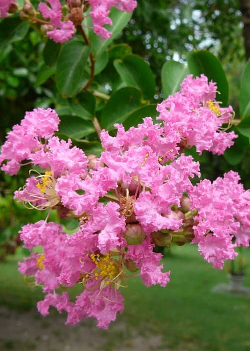 Arbustos con flores moradas
