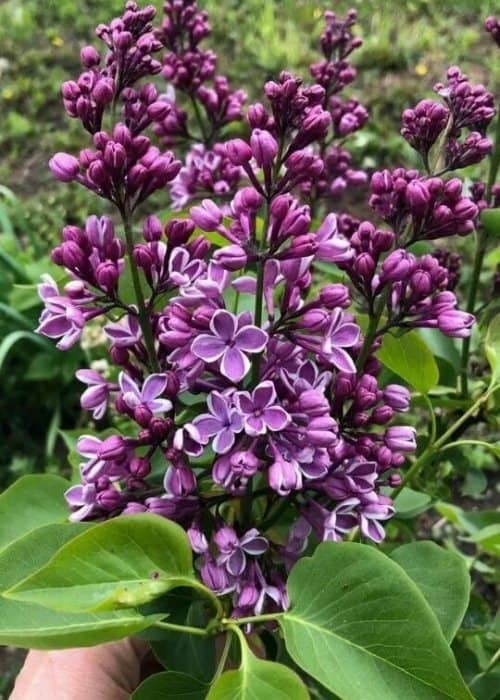 Arbustos con flores moradas