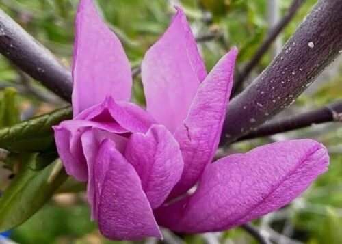 Arbustos con flores moradas