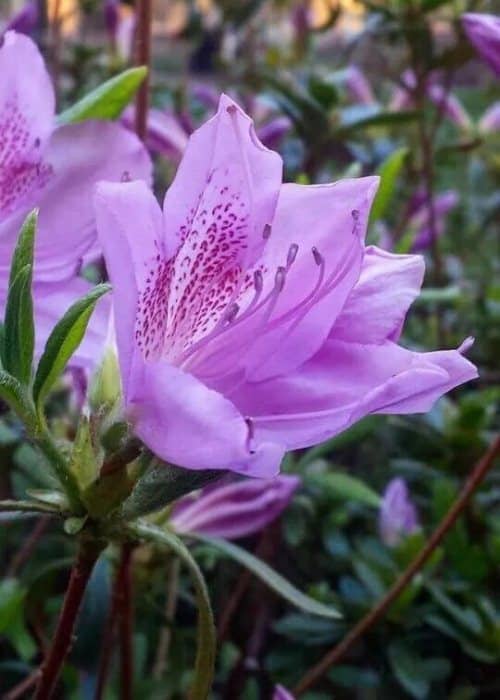 Arbustos con flores moradas