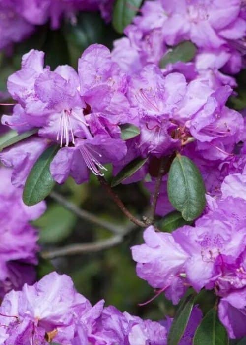 Arbustos con flores moradas