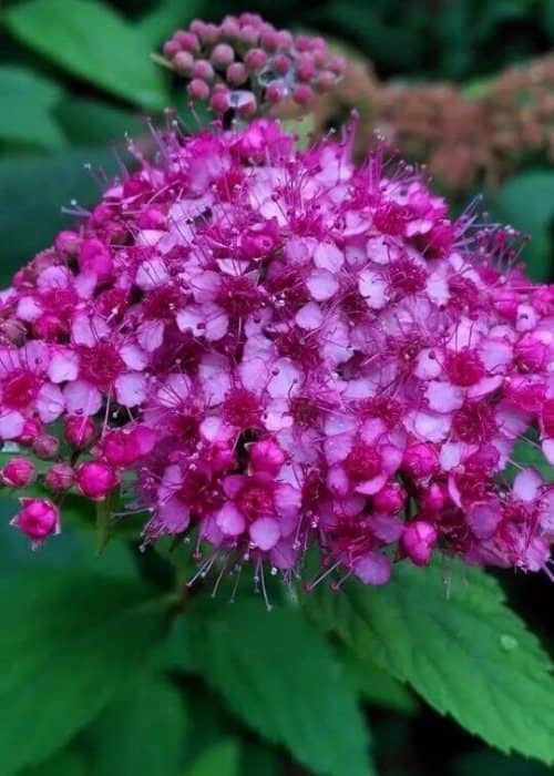 Arbustos con flores moradas