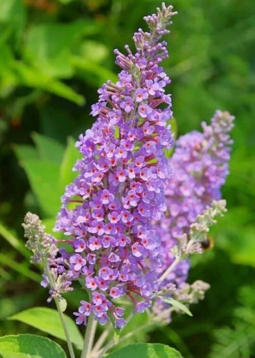 Arbustos con flores moradas