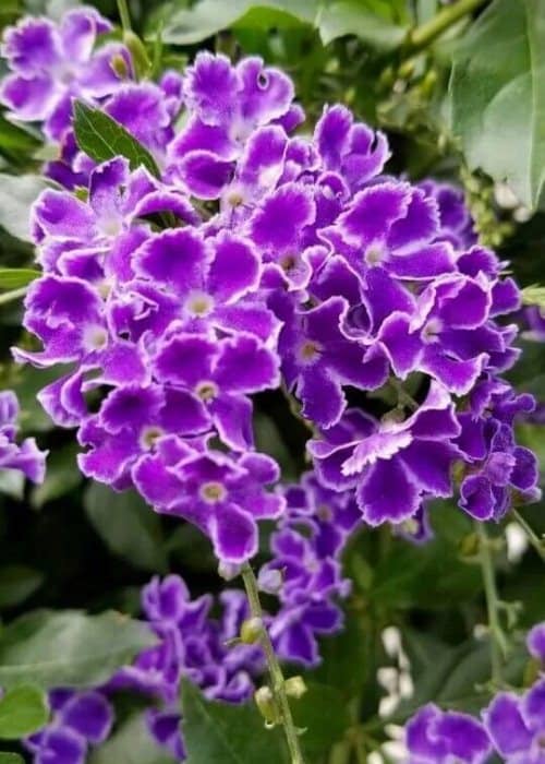 Arbustos con flores moradas