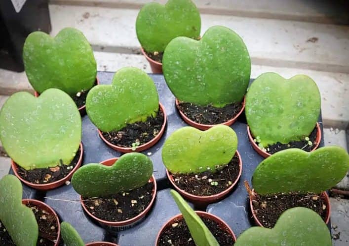 Pack 3 Plantas Hoya Kerrii - 7cm, Suculenta Corazón, Trepadora