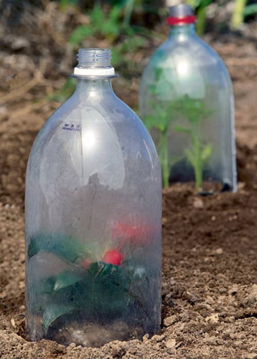 evitar que los pájaros se coman los tomates