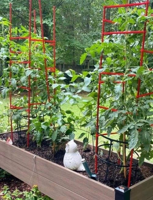 evitar que los pájaros se coman los tomates