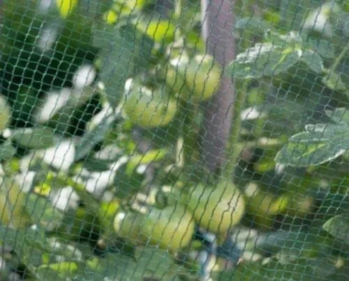 evitar que los pájaros se coman los tomates