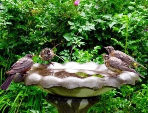 evitar que los pájaros se coman los tomates