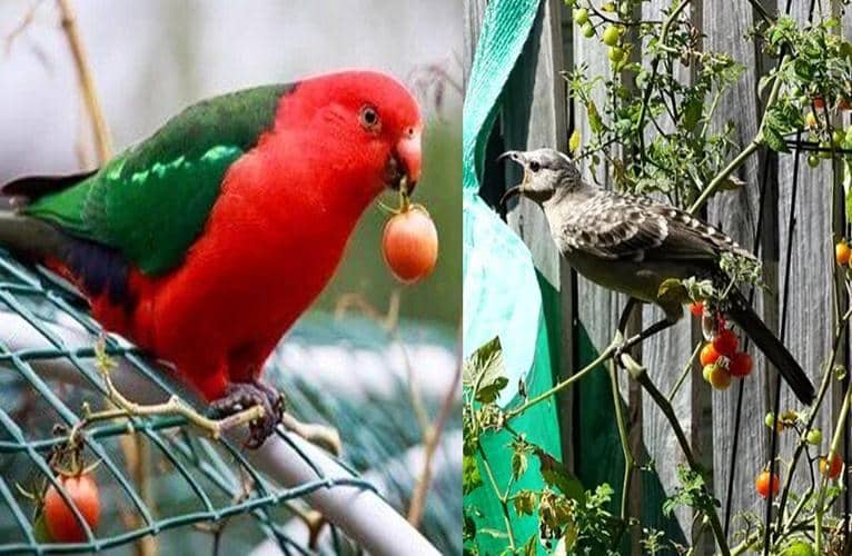 evitar que los pájaros se coman los tomates