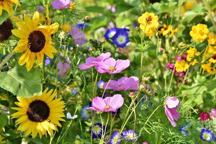 Diferencias entre plantas Anuales, Perennes y Bienales