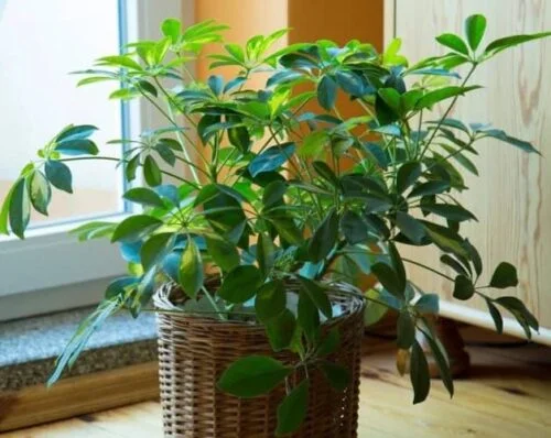 cultivar cheflera