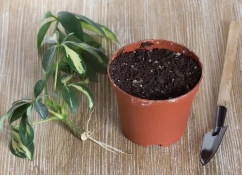 cultivar, propagar cheflera