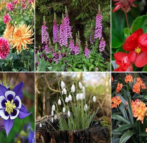 Flores para cultivar bajo la Sombra de los Árboles