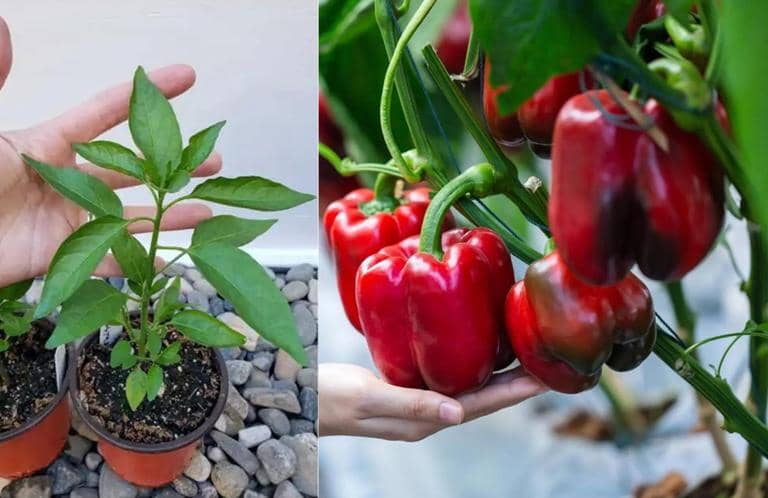 lograr que las plantas de Pimiento crezcan más rápido