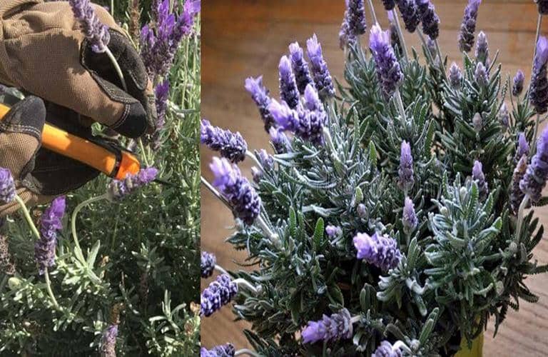 Errores al cultivar Lavanda