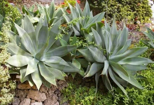 cultivar Agave del dragón o Cuello de cisne