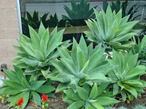 cultivar Agave del dragón o Cuello de cisne