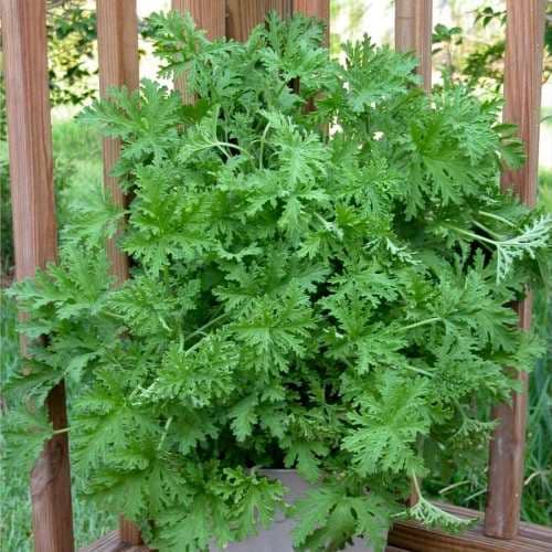 cultivar Citronela