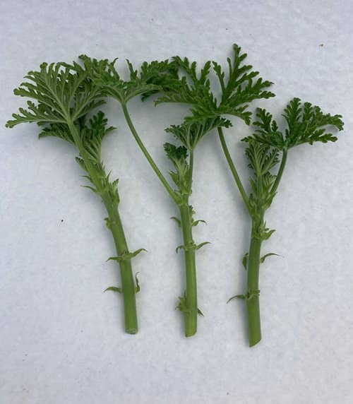 propagar Citronela