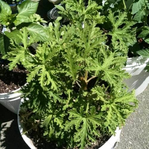cultivar citronela