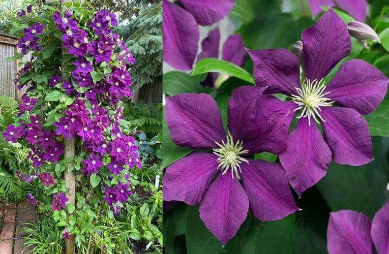cultivar Clemátide