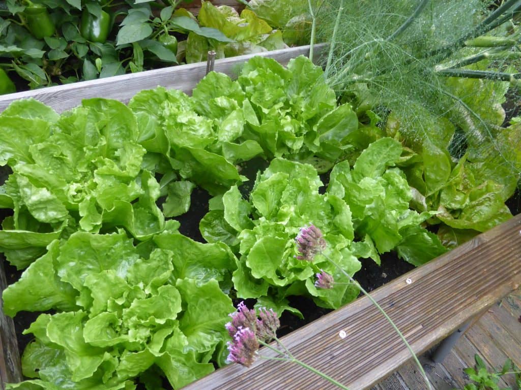 cultivar Lechuga en maceta
