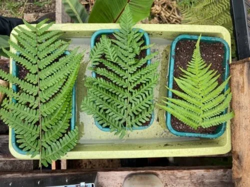 cultivar helechos a partir de esporas