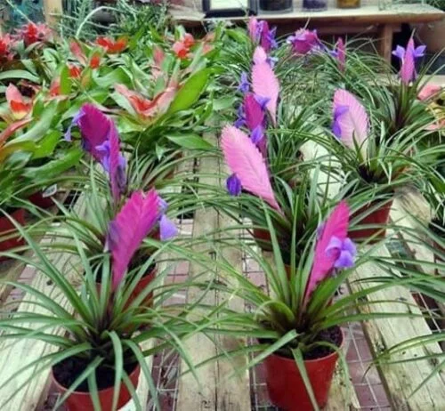 cultivar Pluma rosa