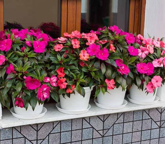plantas para ventanas con flores