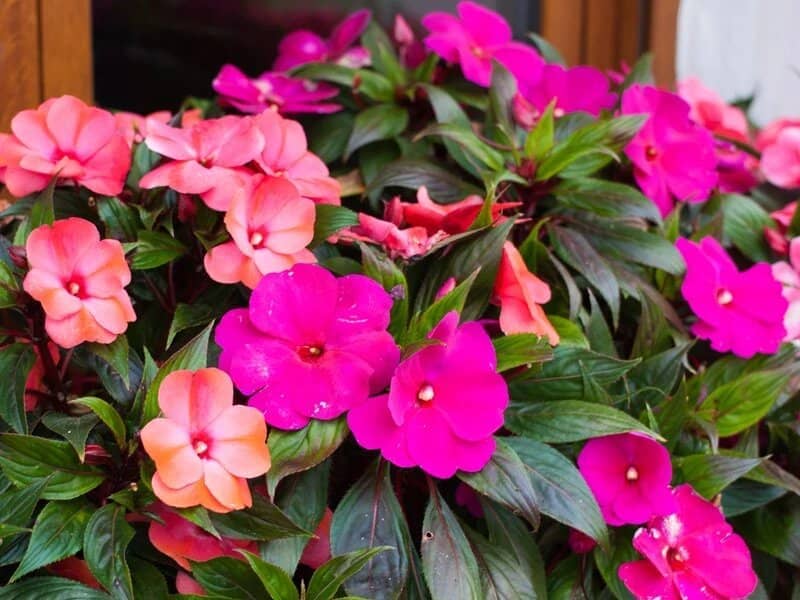 cultivar Alegría del hogar
