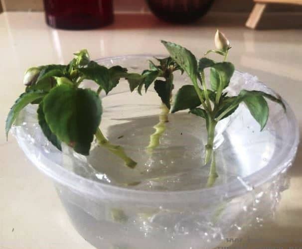 cultivar alegría del hogar