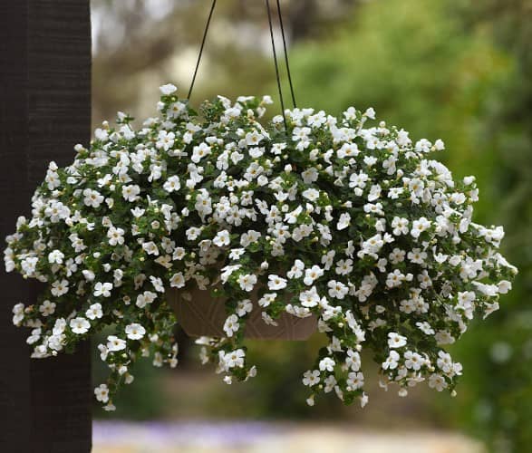 plantas para ventanas con flores