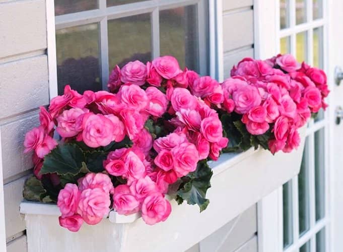 plantas para ventanas con flores