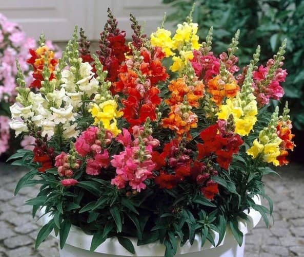 plantas para las ventanas de la casa