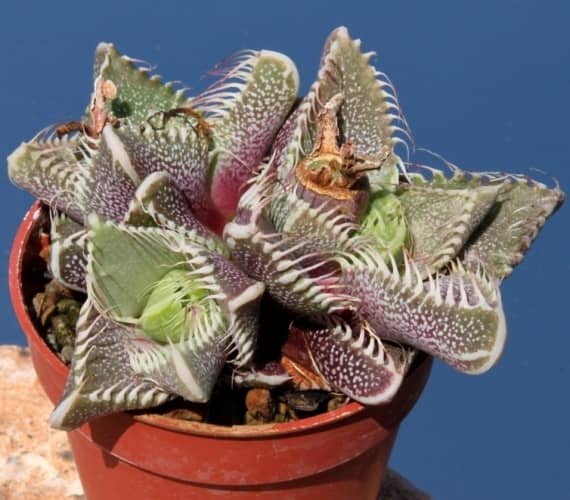 plantas suculentas para principiantes