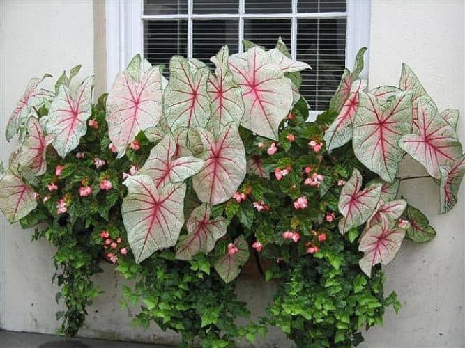 plantas para ventanas con flores