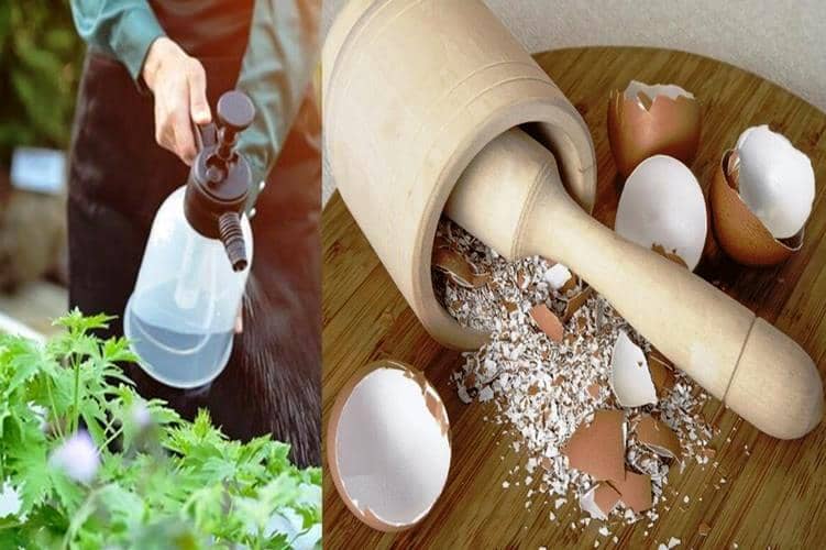 fertilizante líquido con cáscaras de huevo