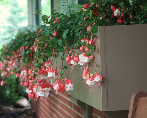 plantas para ventanas con flores