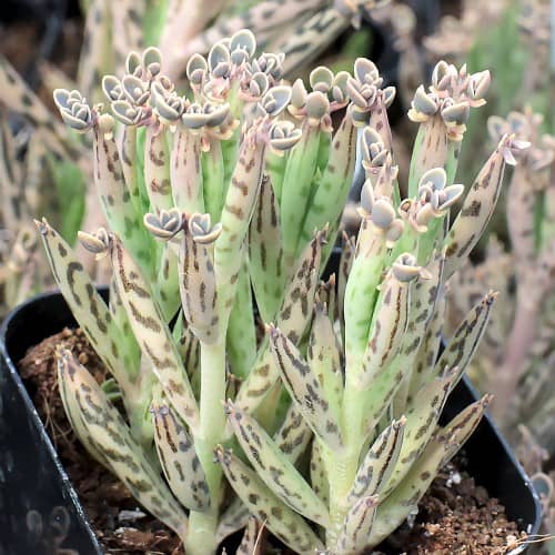 plantas suculentas para principiantes