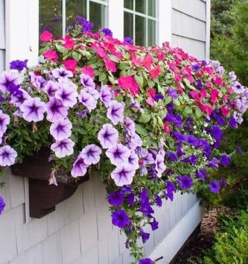 plantas con flores para ventanas