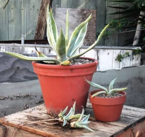 propagar planta del siglo