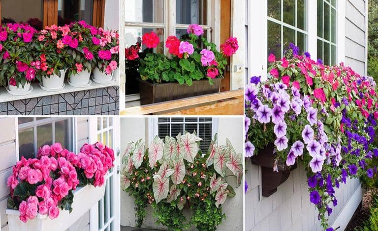 plantas para ventanas con flores