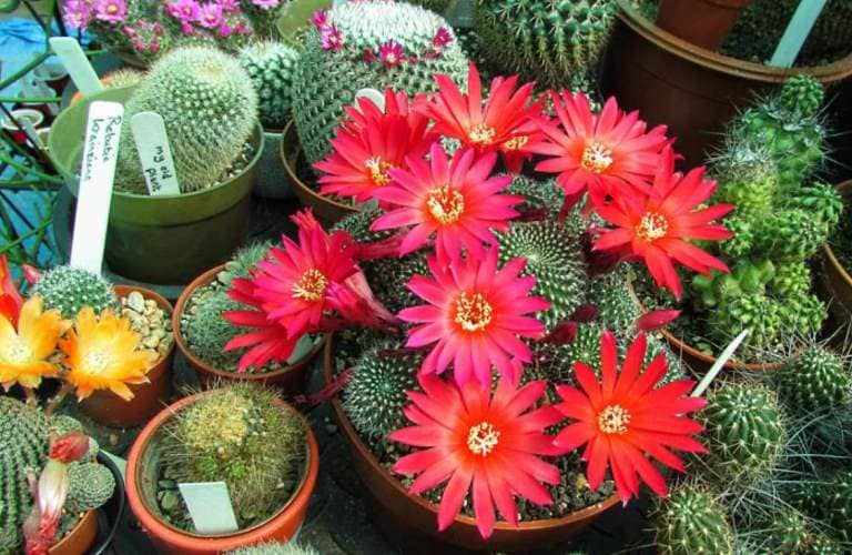 cuidar cactus de flor