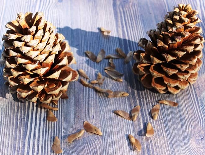 cultivar pinos a partir de una piña semillas
